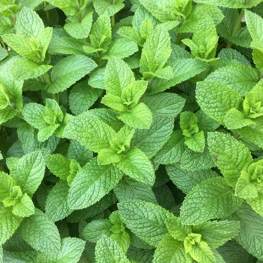 Mint Seeds 500++ spearmint seeds, Mentha spicata ,herb NON-GMO Heirloom Seeds US