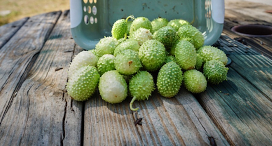 10 Heirloom Vegetable Seeds -Jamaican Burr Gherkin Cucumber – All Natural Seeds