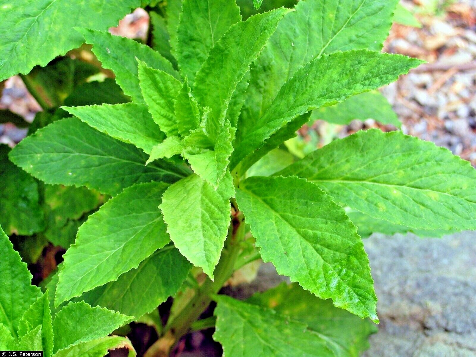 300+GREAT BLUE LOBELIA Seeds Native Wildflower Poor Soils Shade Garden Heat Cold