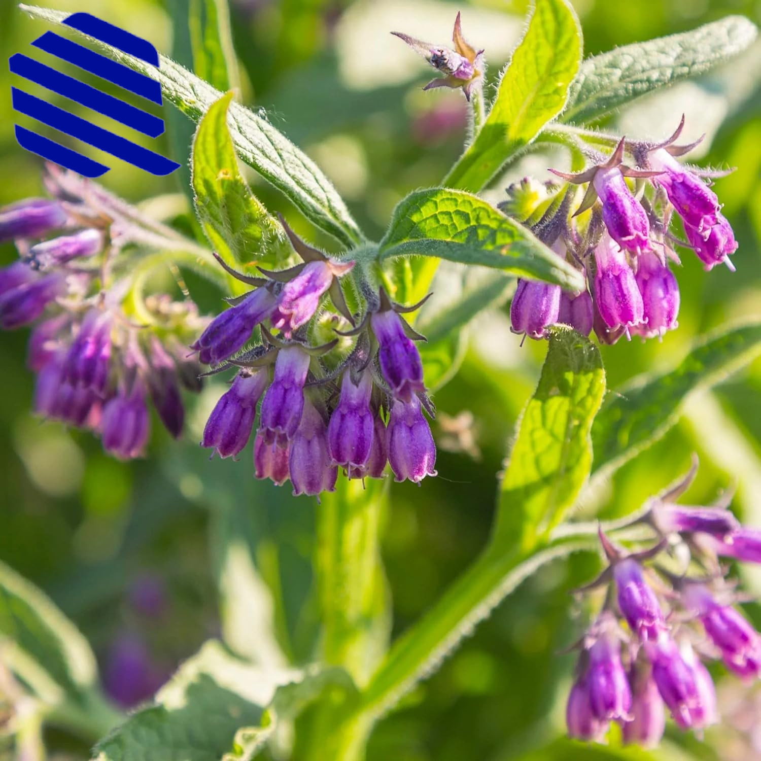 80 Symphytum Officinale Comfrey Seeds Non-Gmo Heirloom Fresh Garden Seeds