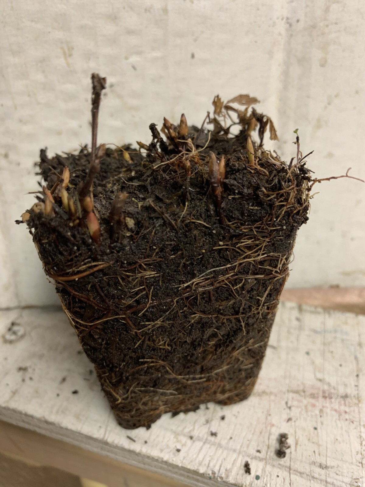 Arctic Raspberries ‘Beta’ and ‘Sophia’ (Rubus arcticus x stellarcticus) 2 pots
