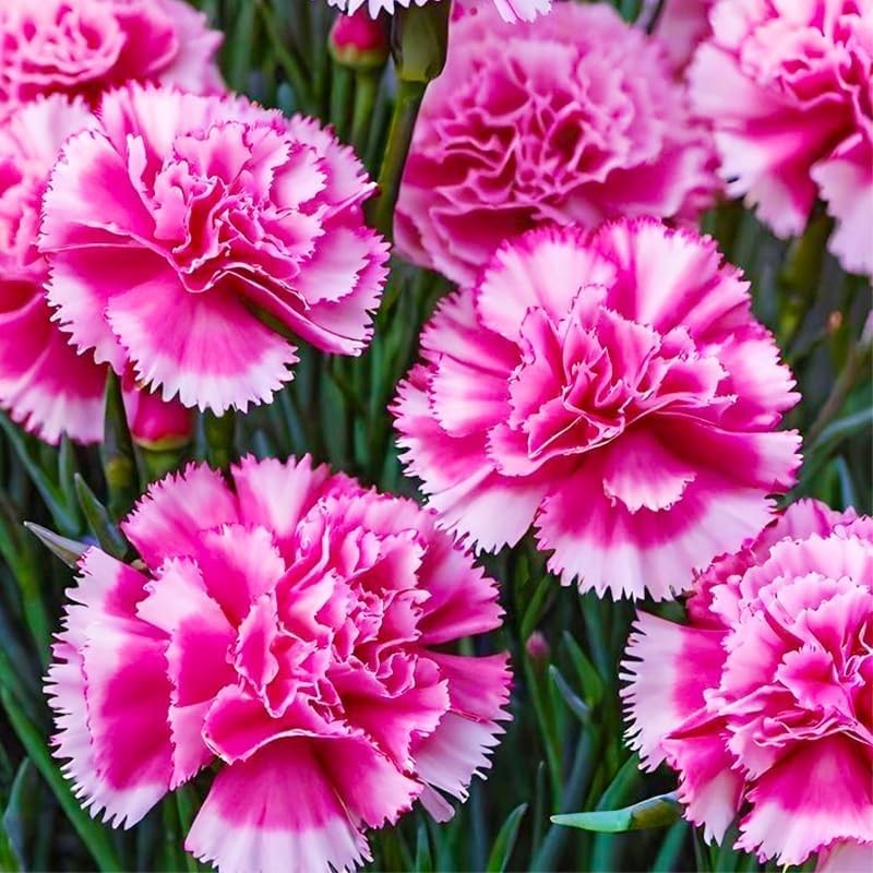 1000pcs Carnation Seeds – Fragrant Clove Pinks, Heirloom Mix with 8 Colors, L…