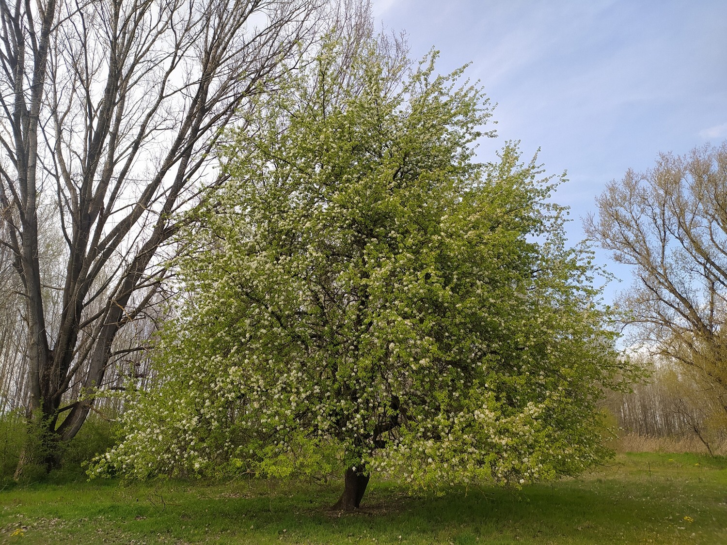 The Pear Tree | Premium Seeds | Pyrus communis ‘Fruit’ | Plants’®