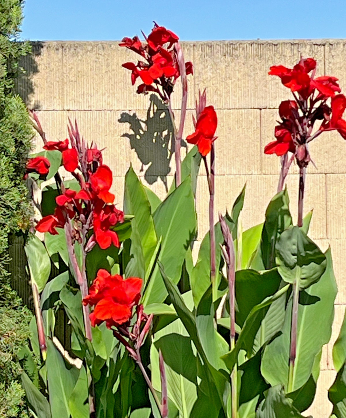 Red Canna Lily Rhizomes