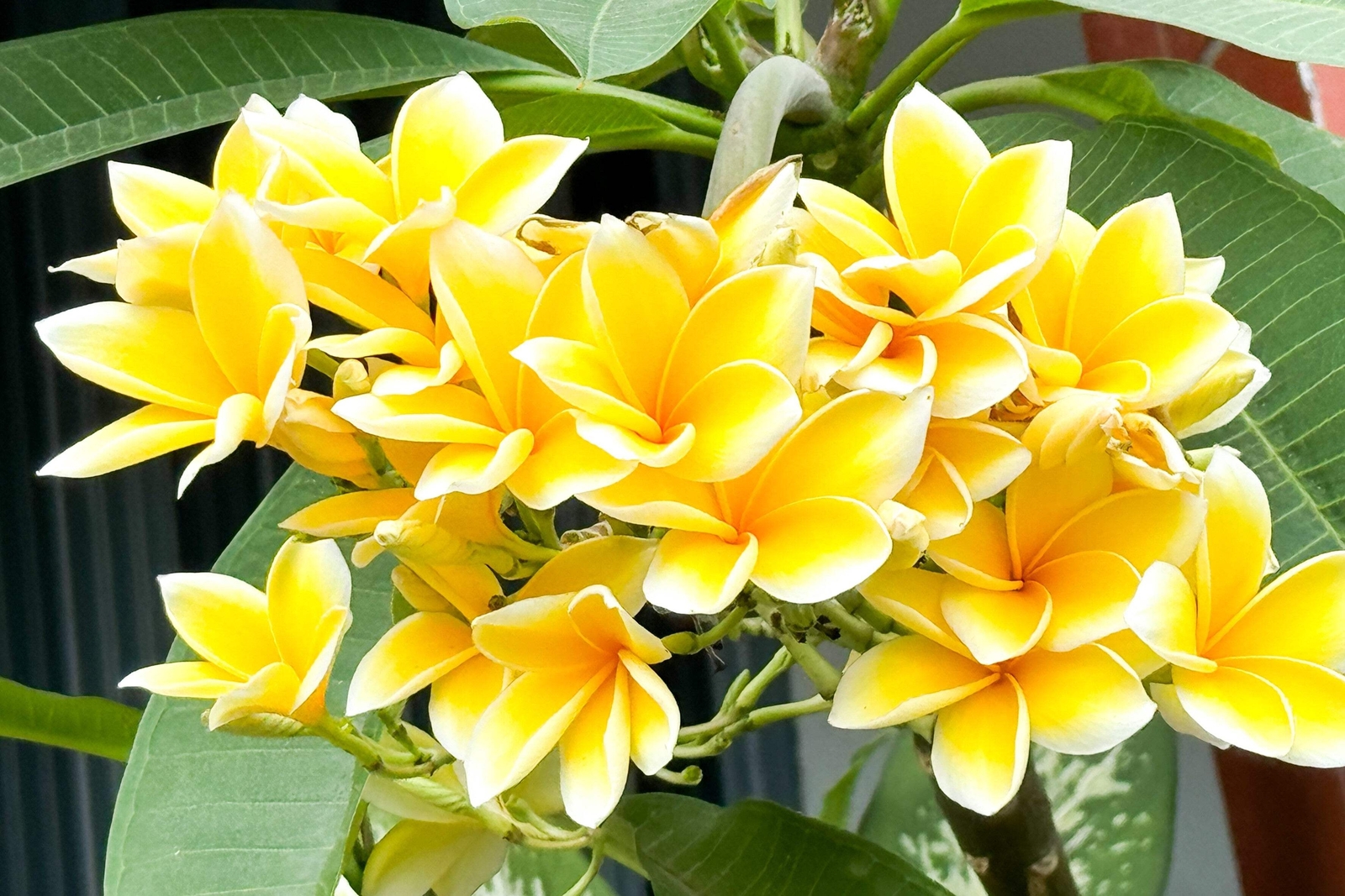 10 MIXED COLORS PLUMERIA Seeds – Lei Flower Frangipani Mix Pink Red Yellow White