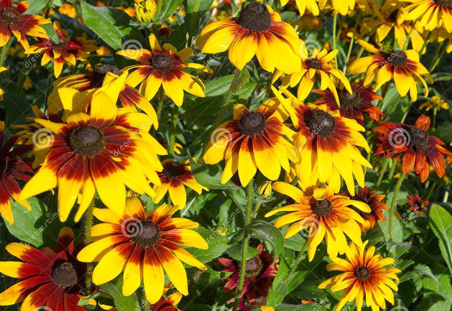 Black-Eyed Susan & Fancy Gloriosa Daisy Combo 190 Seeds~My Botanical Garden Club