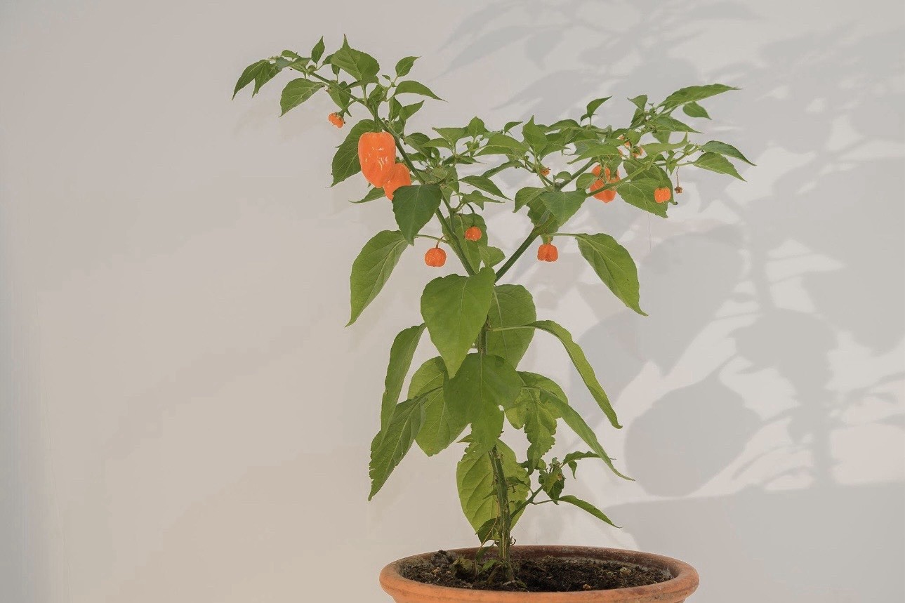 5 Pepper Plants Per Container!! Ready To Ship. All Types!! Epic, Popular, Rare!