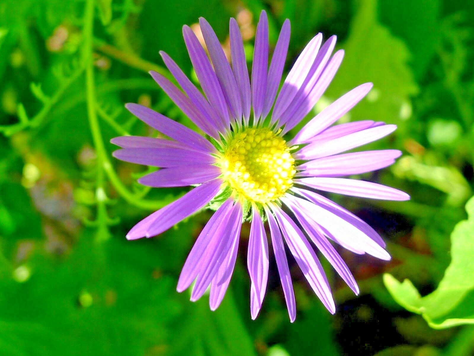 101+PRAIRIE ASTER Seeds Perennial Native Wildflower Summer Fall Garden Container