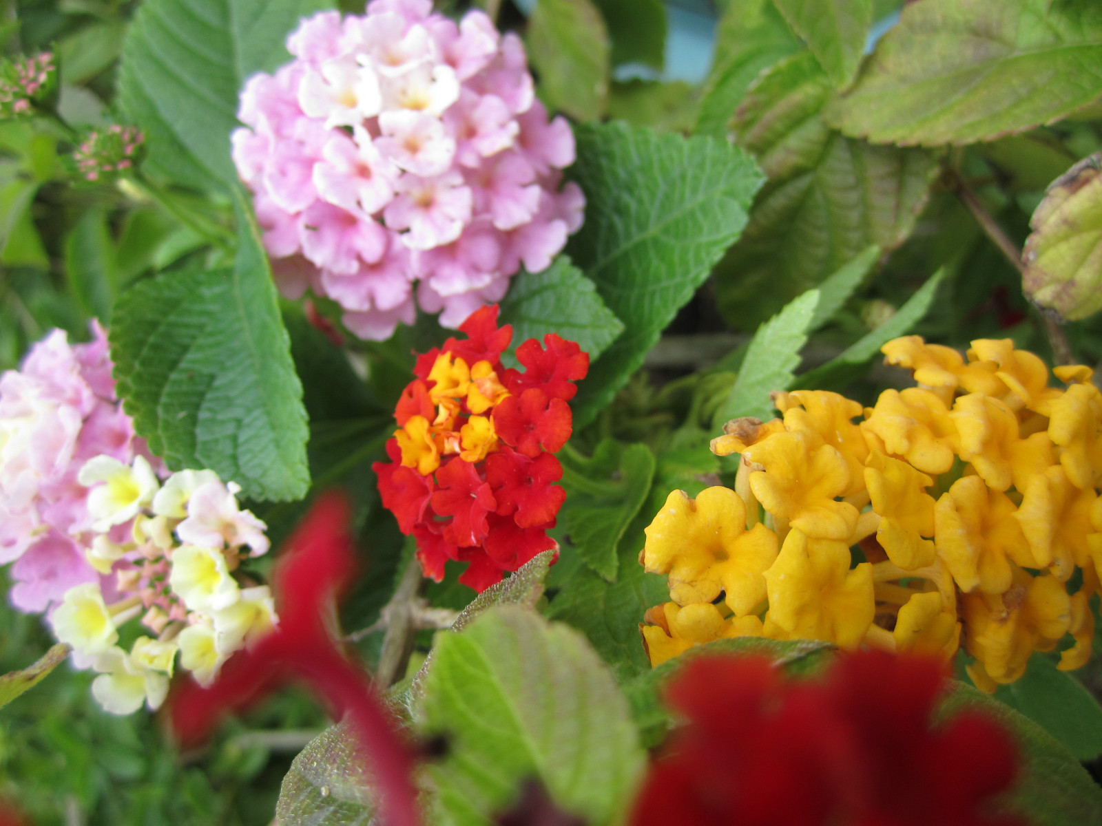 Lantana Mix Seeds Orange Red Pink White Yellow Hummingbird – Butterfly Flower