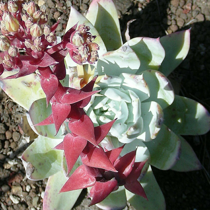 Dudleya Brittonii Giant Chalk Succulent 30 seeds form. Echeveria blue