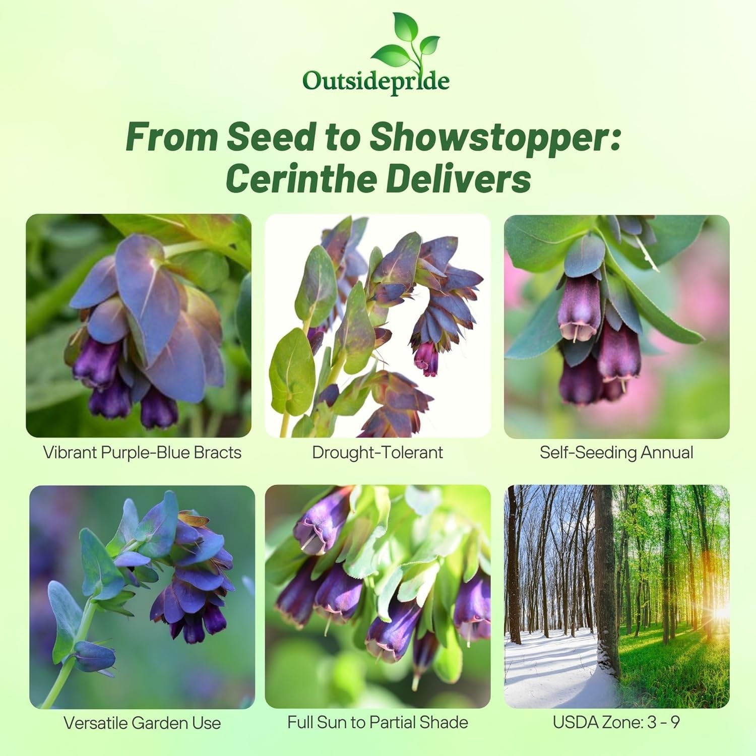 50 Seeds Honeywort Seeds – Cerinthe Major Flower Seeds