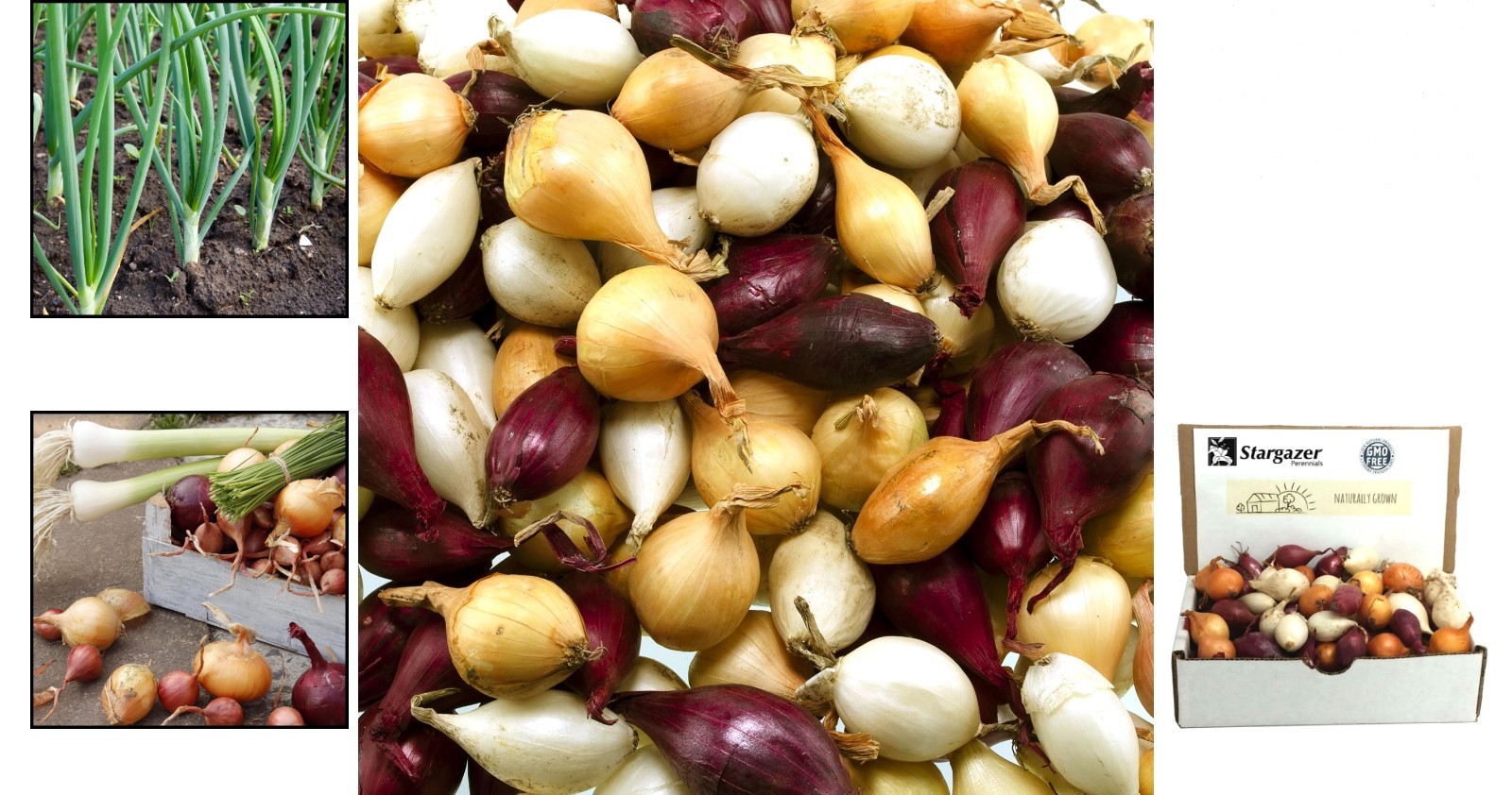 High Germination 50+ Count Mixed Onion Set – Red, Yellow & White Varieties