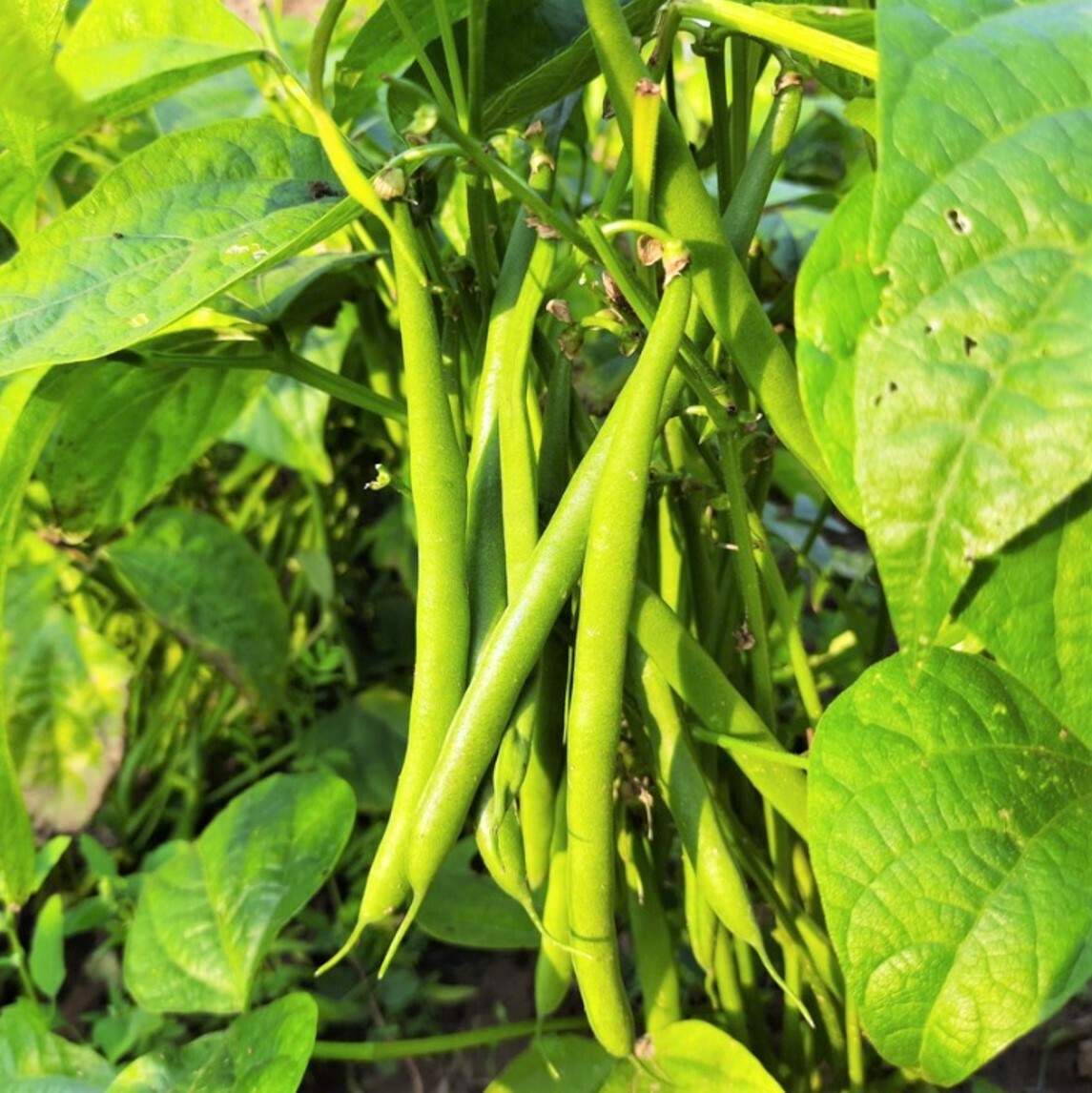Tenderette Green Bean Seeds (Bush) | USA Garden Stringless Vegetable Seed 2024