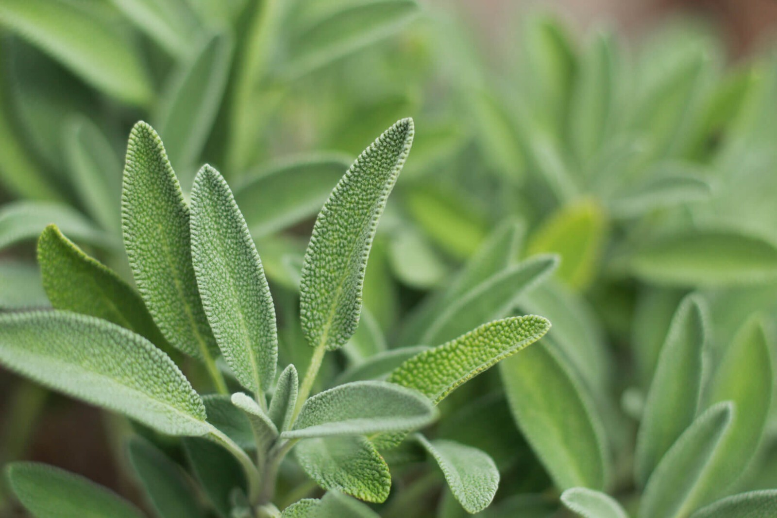 SAGE SEEDS, 100 Seeds, Salvia officinalis, Herb, Organic, Heirloom, Perennial