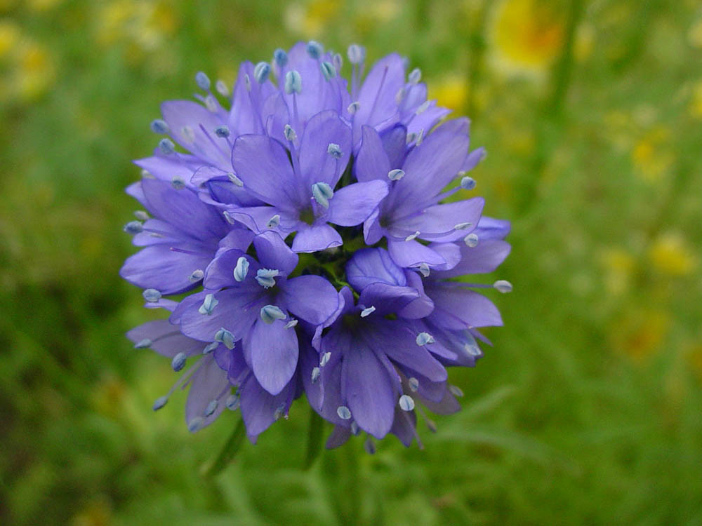 401+GLOBE GILIA THIMBLE Flower Seeds Native Southwest Wildflower Drought Heat