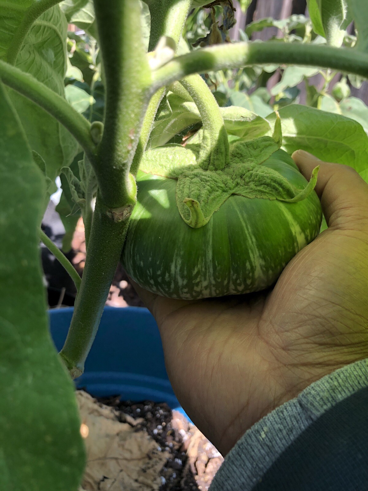 30+ cambodian Green Giant Eggplant Seeds Grown Organically Non GMO