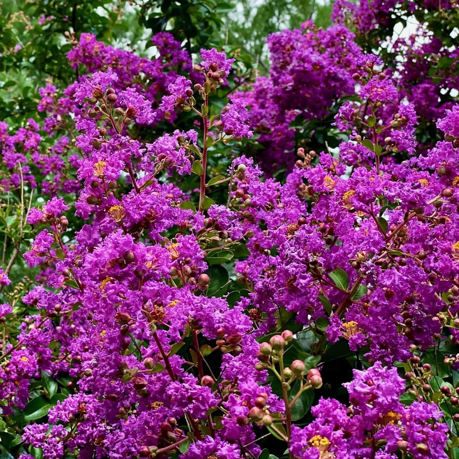 Crape Myrtle Seeds – 100+ GMO Free, Colorful Blooms Perfect for Outdoor Gardens