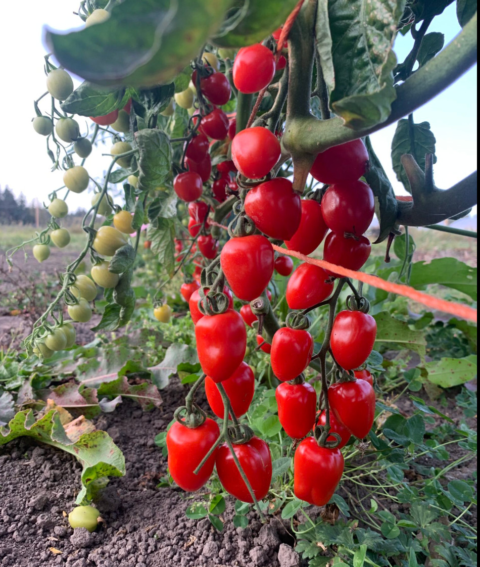 10 Sweetheart Red Cherry Tomato Fresh Seeds – FREE SHIPPING