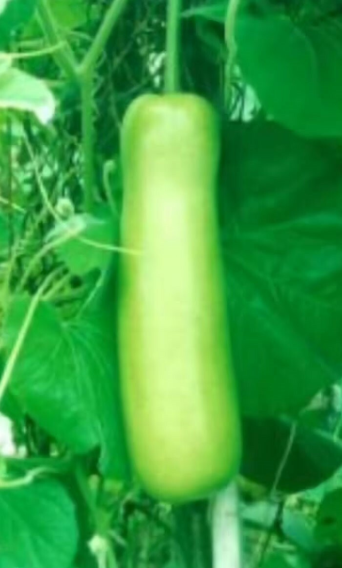 Lagenaria siceraria | Birdhouse Gourd | Calabash Corsican | Tasmania | 10_Seeds