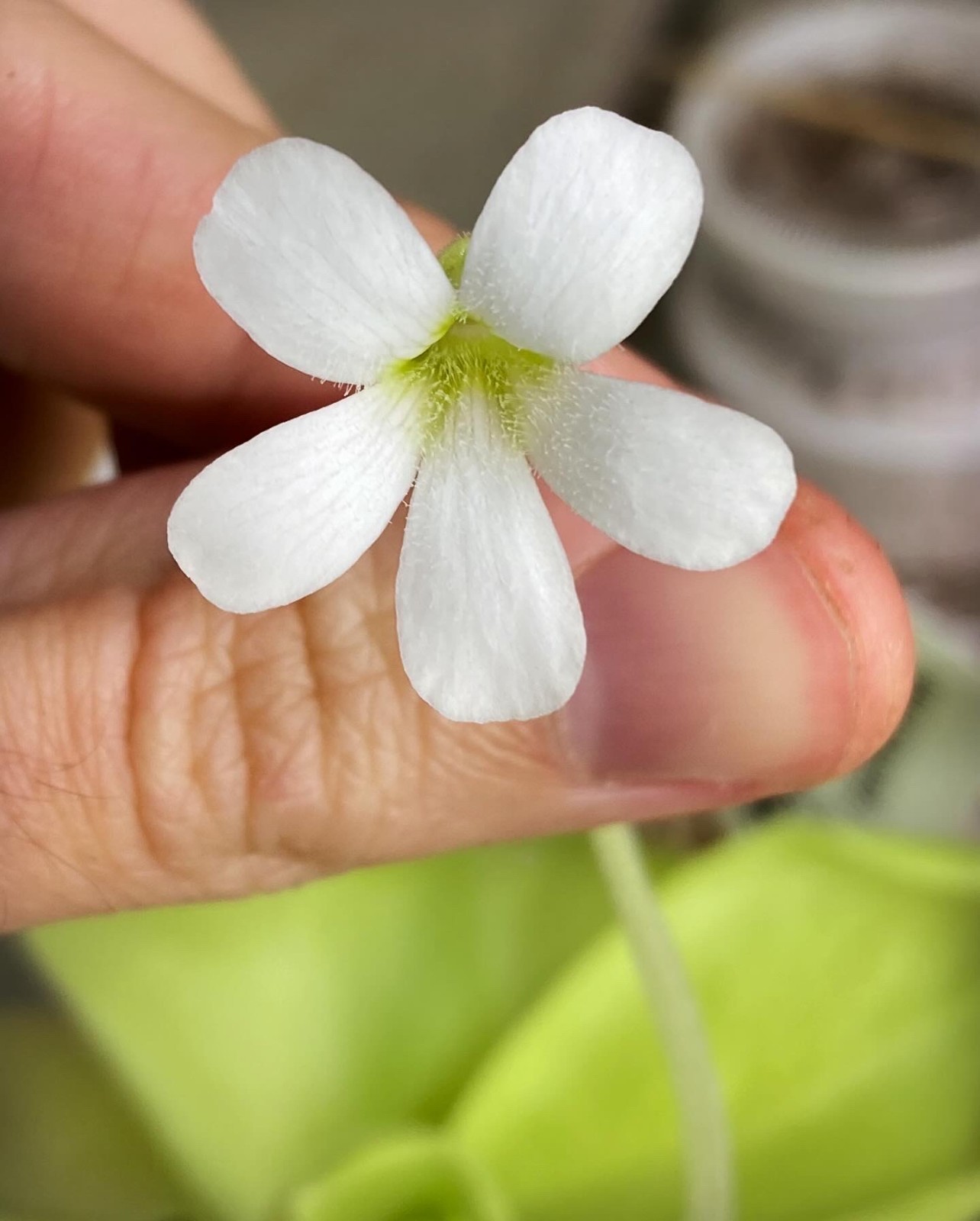 Pinguicula gigantea “white flower” x cyclosecta “Dulces Nombres” Seeds