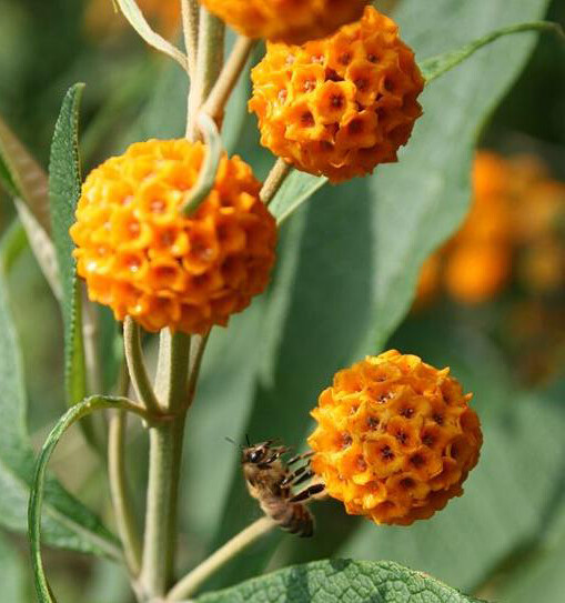 Buddleia globosa Golden Ball Butterfly Bush RARE 20 seeds