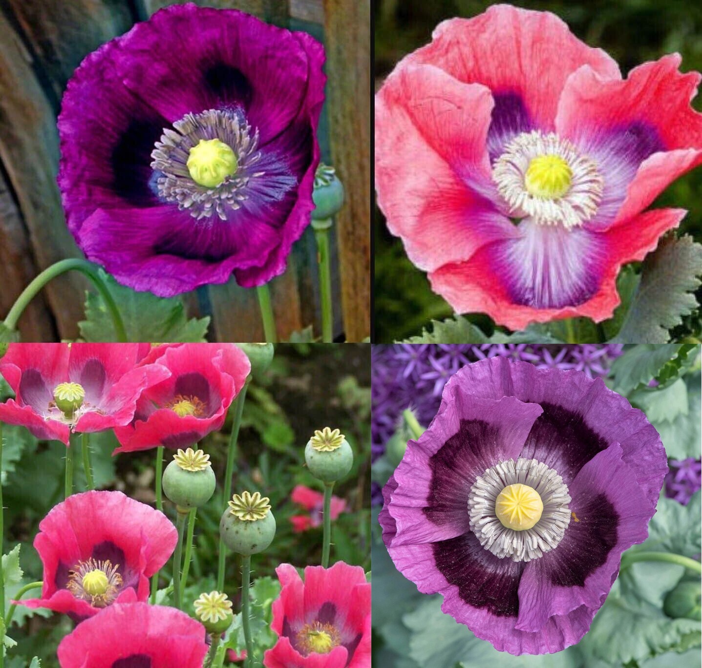 Poppy DELUXE MIX Breadseed Poppies Large Blooms Decorative Pods USA 500 Seeds!