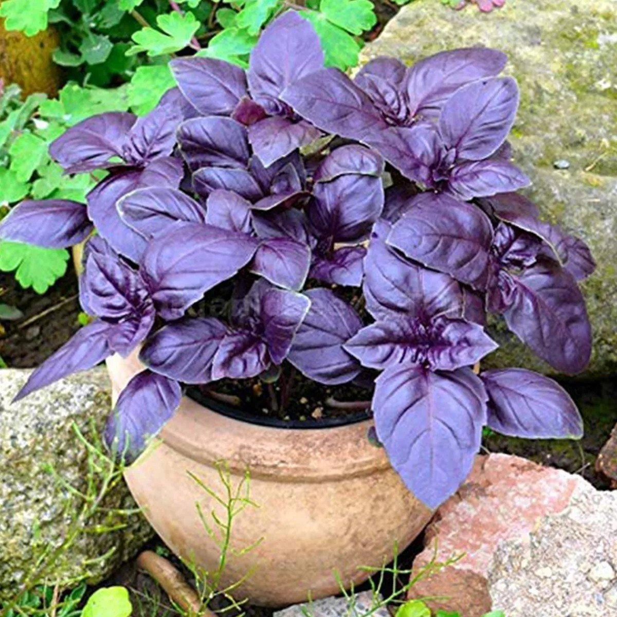 500 + DARK OPAL BASIL SEEDS — Herb — Heirloom – Organic – NON GMO — FRESH