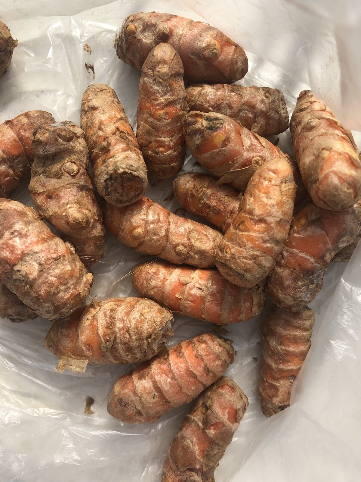 5pcs Fresh Turmeric Roots Curcuma Longa Ready To Plant
