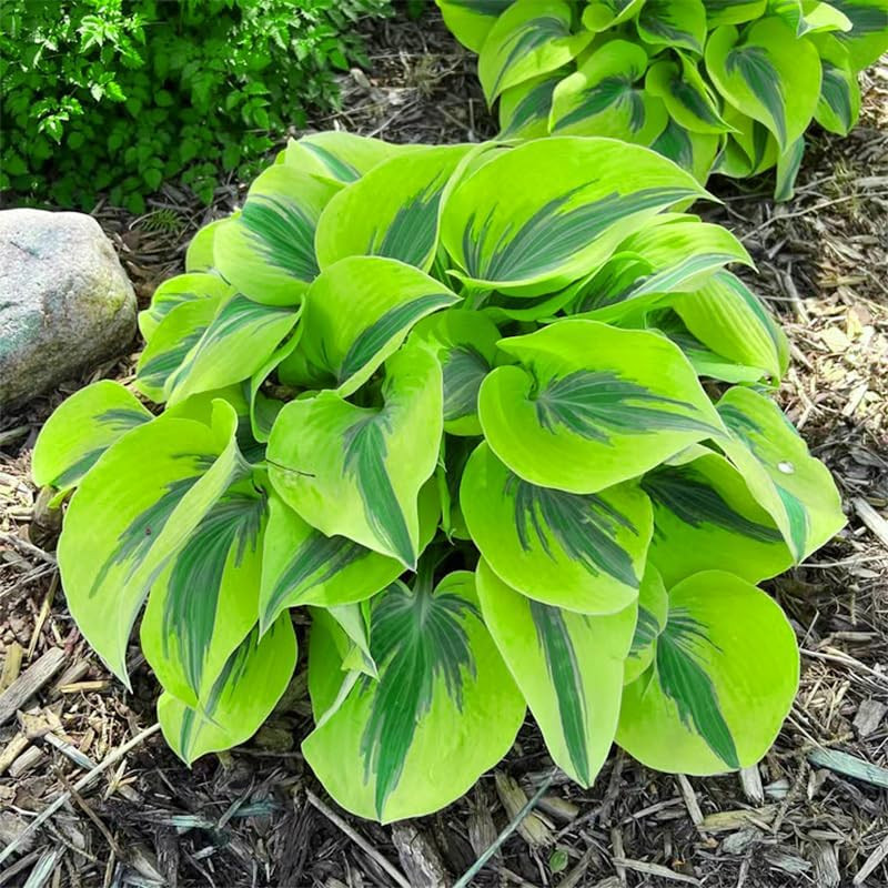 170+ Mix Hosta Seeds for Planting – Perennial Shade Garden Plant Seeds