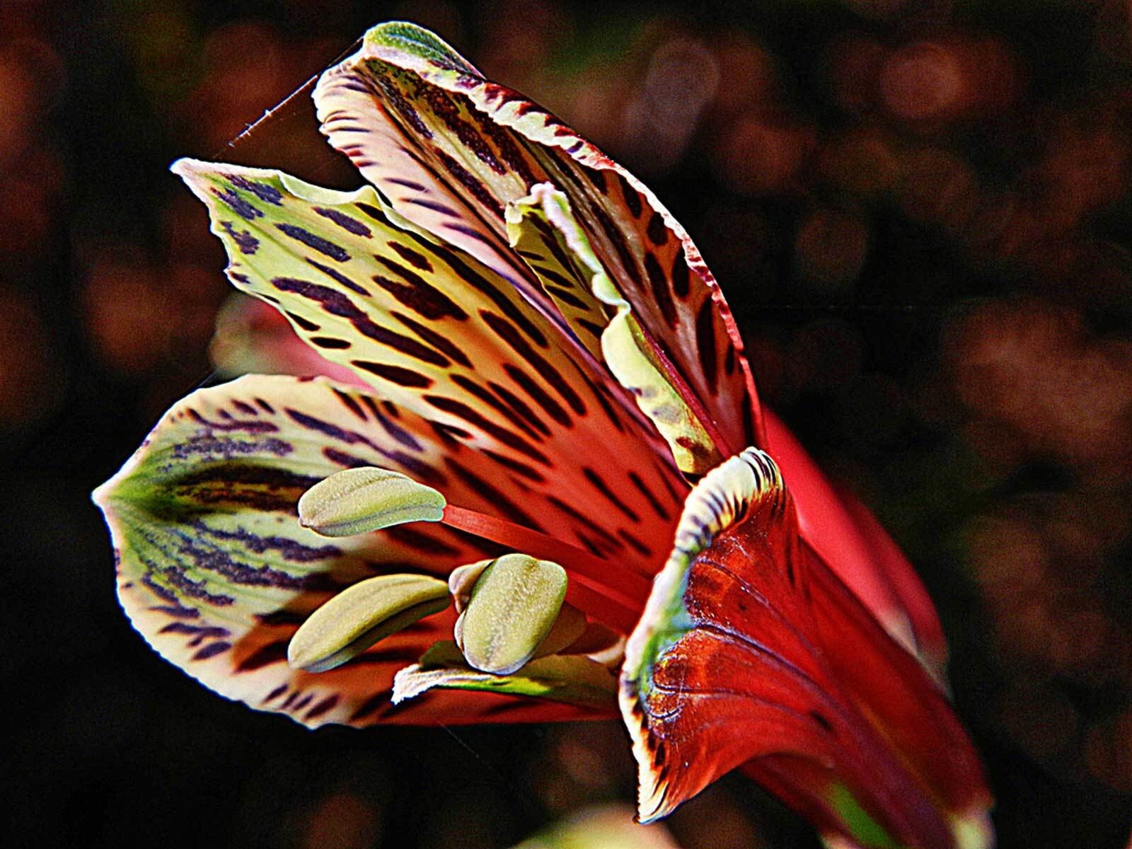 Alstroemeria psittacina | Peruvian lily | Parrot flower | 10_Seeds