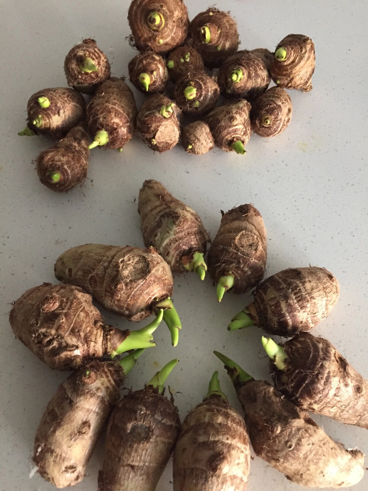 5 Taro Root Bulbs Elephant Ear Edible Aquatic Marginal Bog Pond Live Plant Fresh