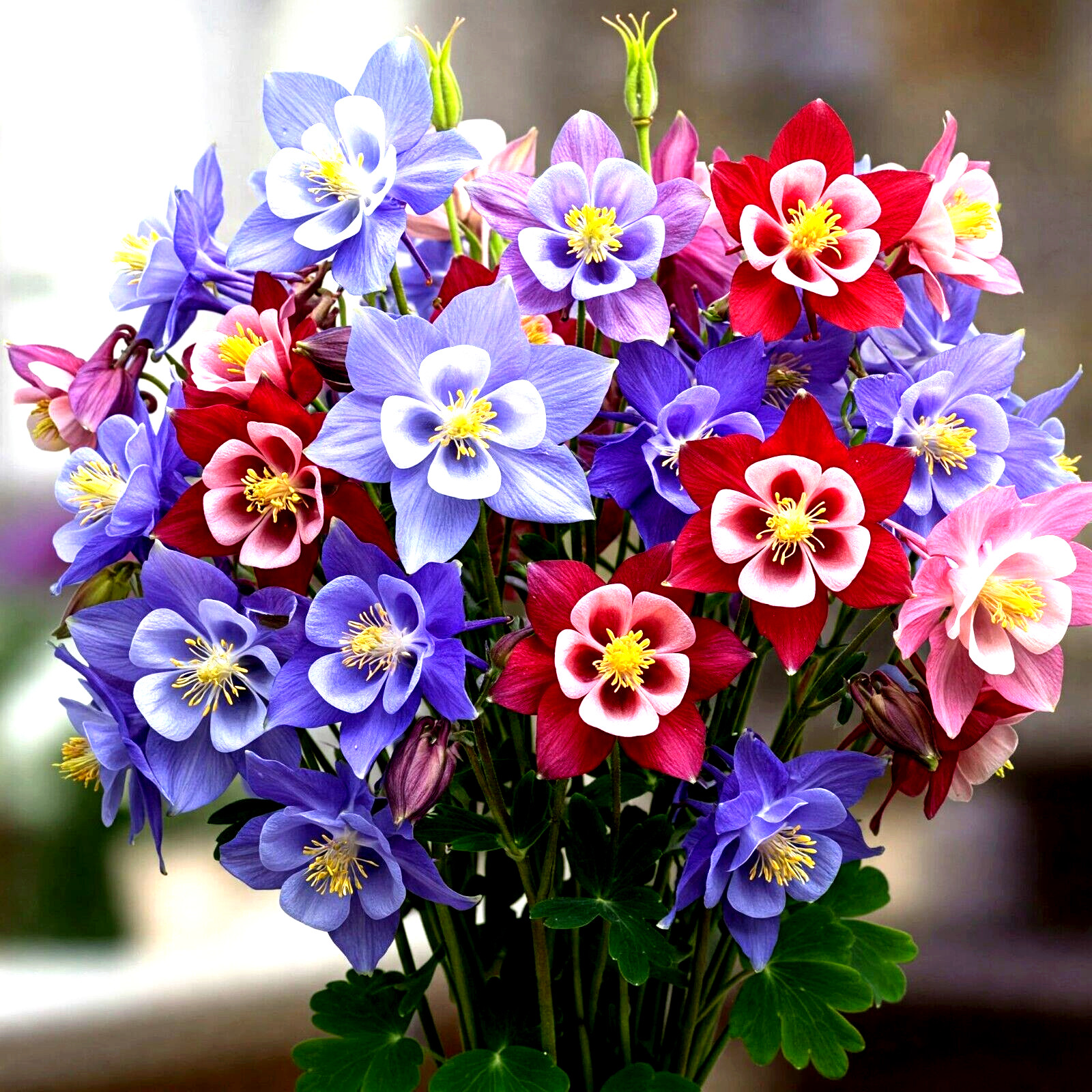 400 COLUMBINE MCKANA GIANTS SEEDS PERENNIAL SPRING MIX FLOWER DEER RESISTANT USA