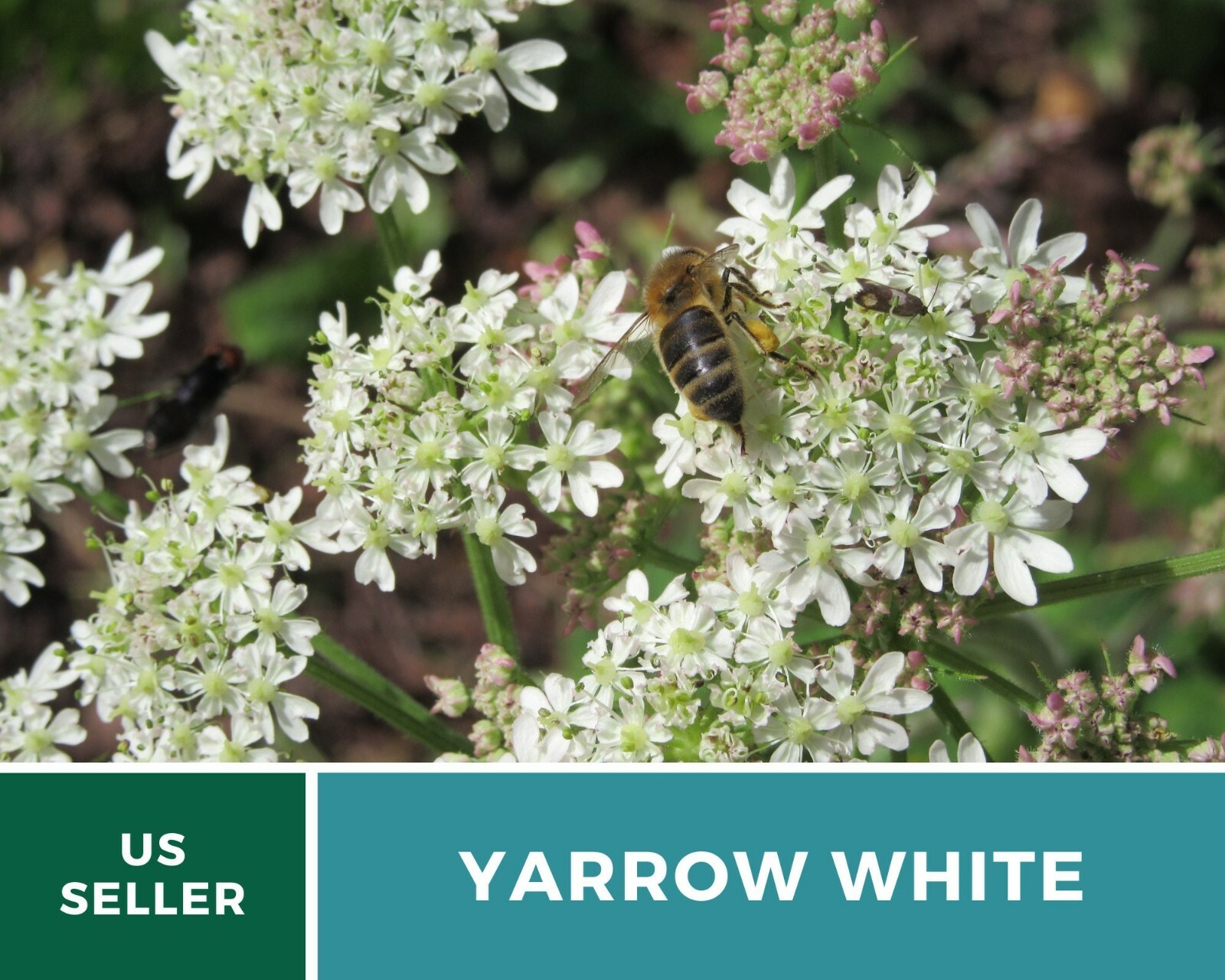Yarrow, White – Heirloom Seeds – Medicinal Herb – Pollinator Friendly