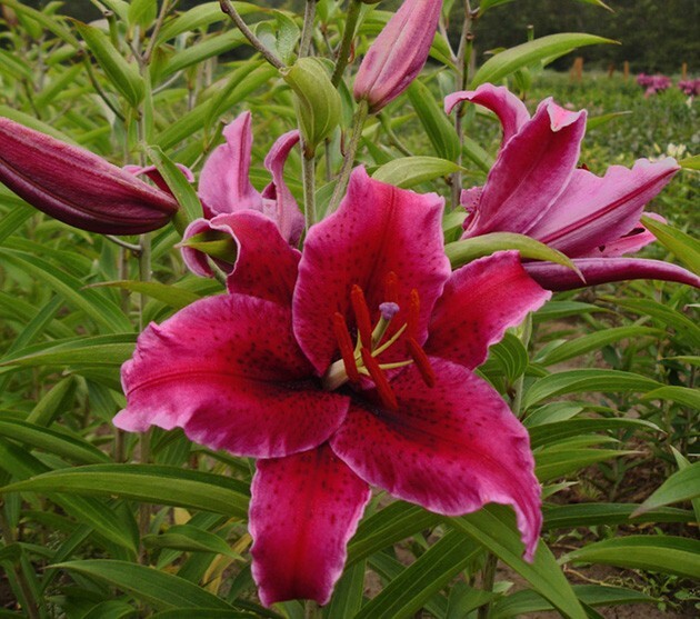 1 – RIO NEGRO ORIENTAL LILY Bulb FREE SHIPPING Rich Velvety Perennial Flowers