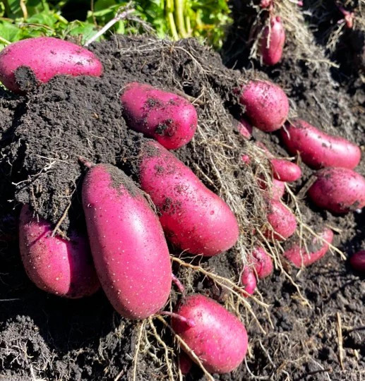 PRE-ORDER NOW! SHIPS APRIL 2026 – Red French Fingerling Seed Potatoes Seeds