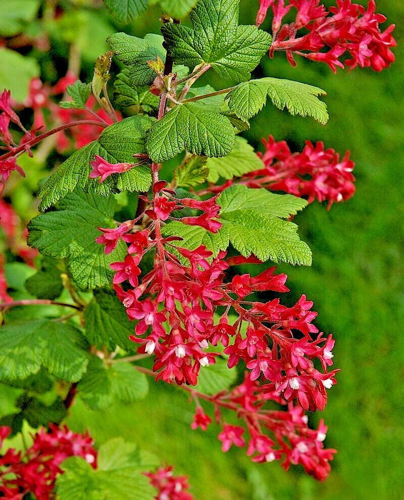 red flowering currant 500 seeds, tasty edible berries ribes sanguineum