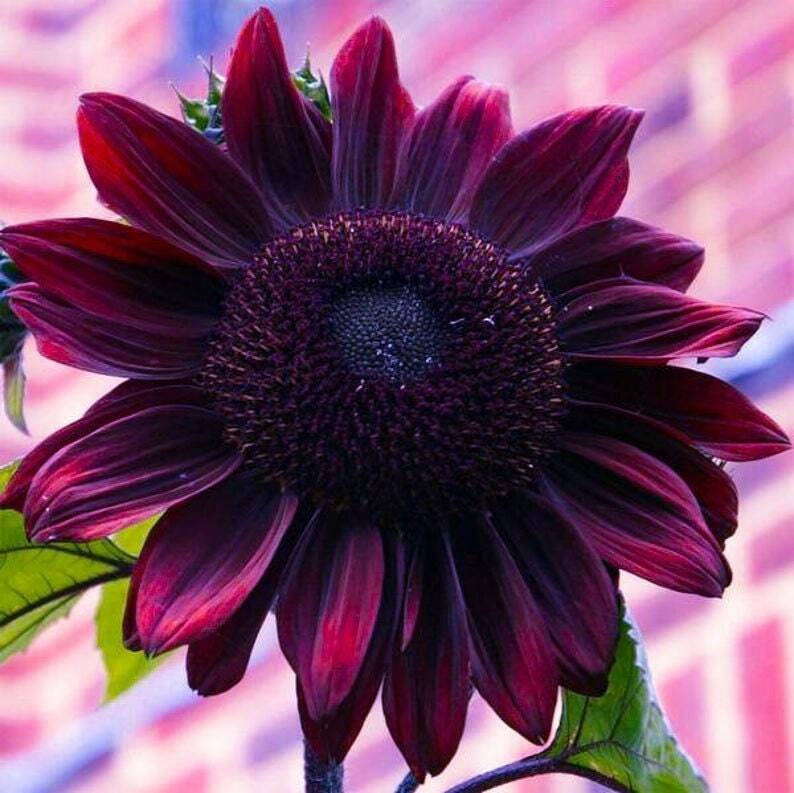 Sunflower Seeds – Vibrant Heirloom Rare, Free Shipping, Chocolate Cherry