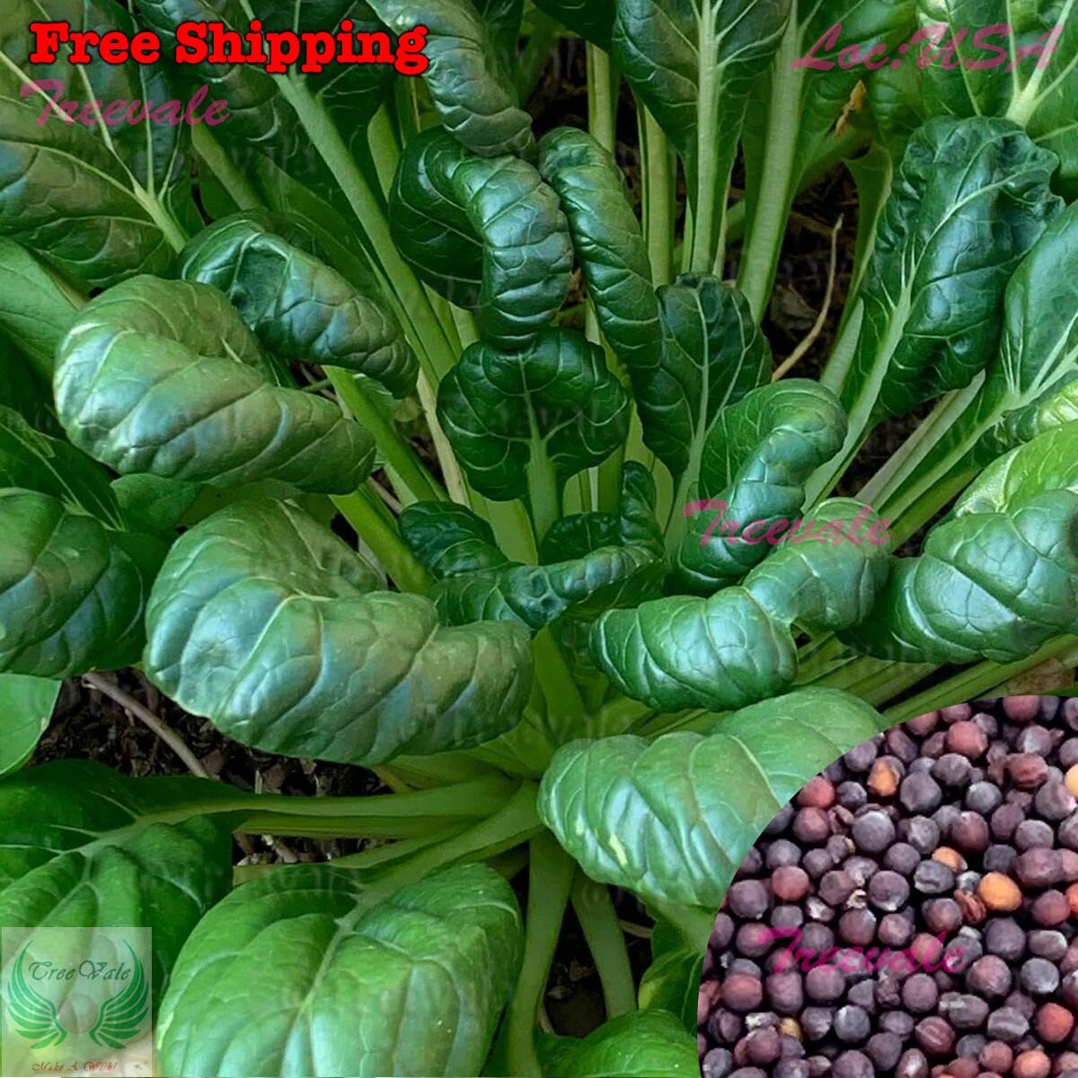 Green Tatsoi Seeds | Tat Soi, Tat choy, Brassica Rapa, Mustard SEEDS | NON-GMO
