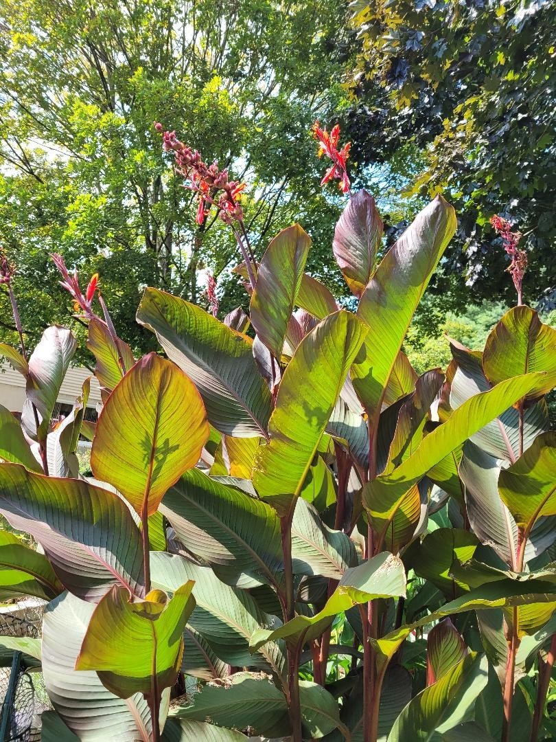 25 Canna Lily Seeds -Musifolio -Red Flwr -Bronze Leaf -6-10 ft tall Free Ship