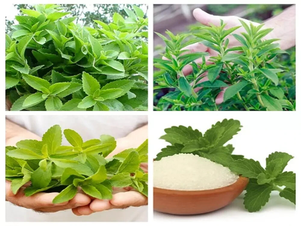 400+ STEVIA REBAUDIANA SEEDS (0.5g) NATURAL SWEETENER ORGANIC NON-GMO USA Seller
