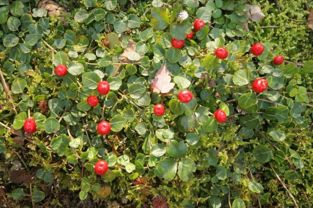 PARTRIDGE BERRY 10 Rooted Cuttings ~evergreen ~Shade ~low growing ~ground cover