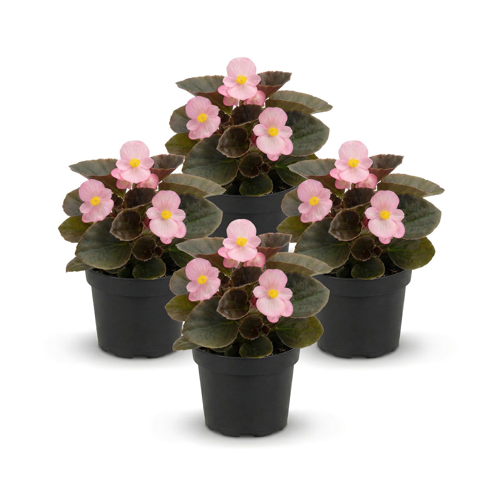 Dark Leaf Begonia Pink 4 Pack, 8″ Tall Annual Plant in 1 Pt Pot