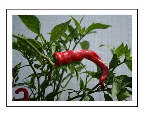 Maule’s Red Hot Pepper – AKA “Long Hot Italians” 25+ Seeds