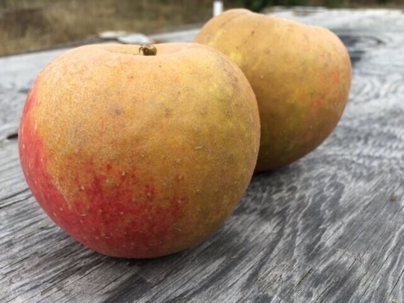 Belle de Boskoop Apple Tree grafted 5x5x12 inches pot size
