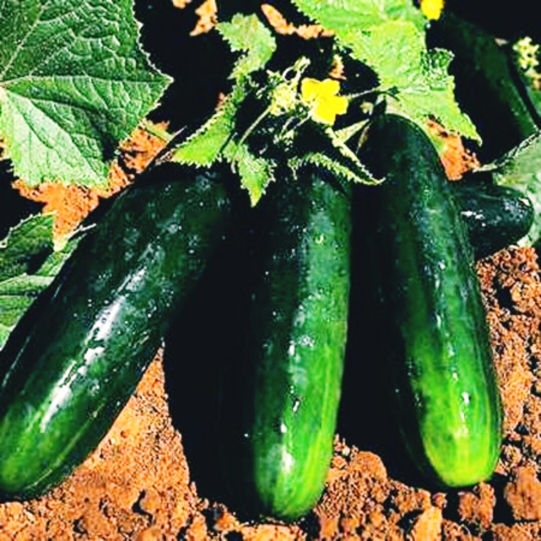 25 Spacemaster 80 CUCUMBER SEEDS | great for container and small spaces | dwarf