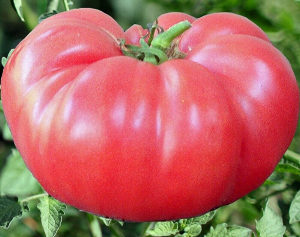 PINK BRANDYWINE TOMATO SEEDS 100+ indeterminate BEEFSTEAK VARIETY vegetables