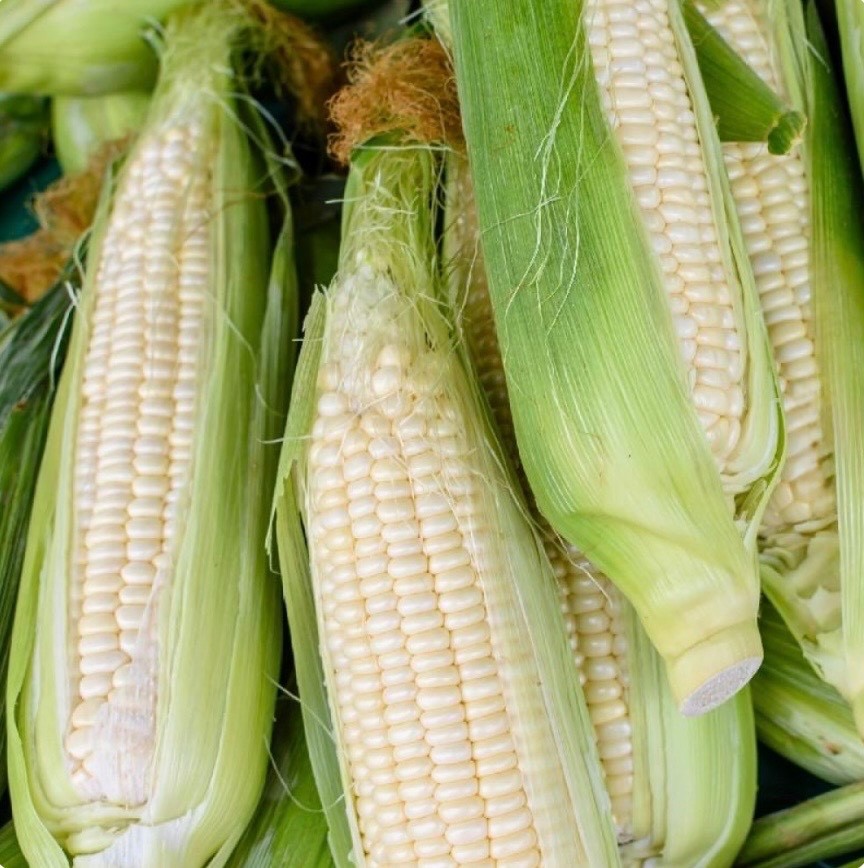Silver Queen White Sweet Corn Seeds, F1 Hybrid Non-GMO Untreated, Fresh 2026 USA