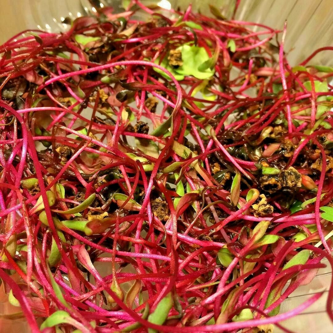 101+ BULLS BLOOD BEET Seeds Heirloom Vegetable Garden Patio Container Fast Easy