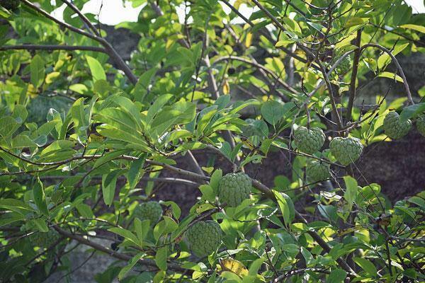 Annona squamosa | Sugar Apple | Sweetsop | 20 Seeds