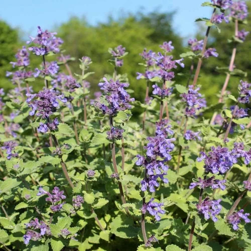 Catnip (Nepeta) non-GMO Heirloom seeds 150ct